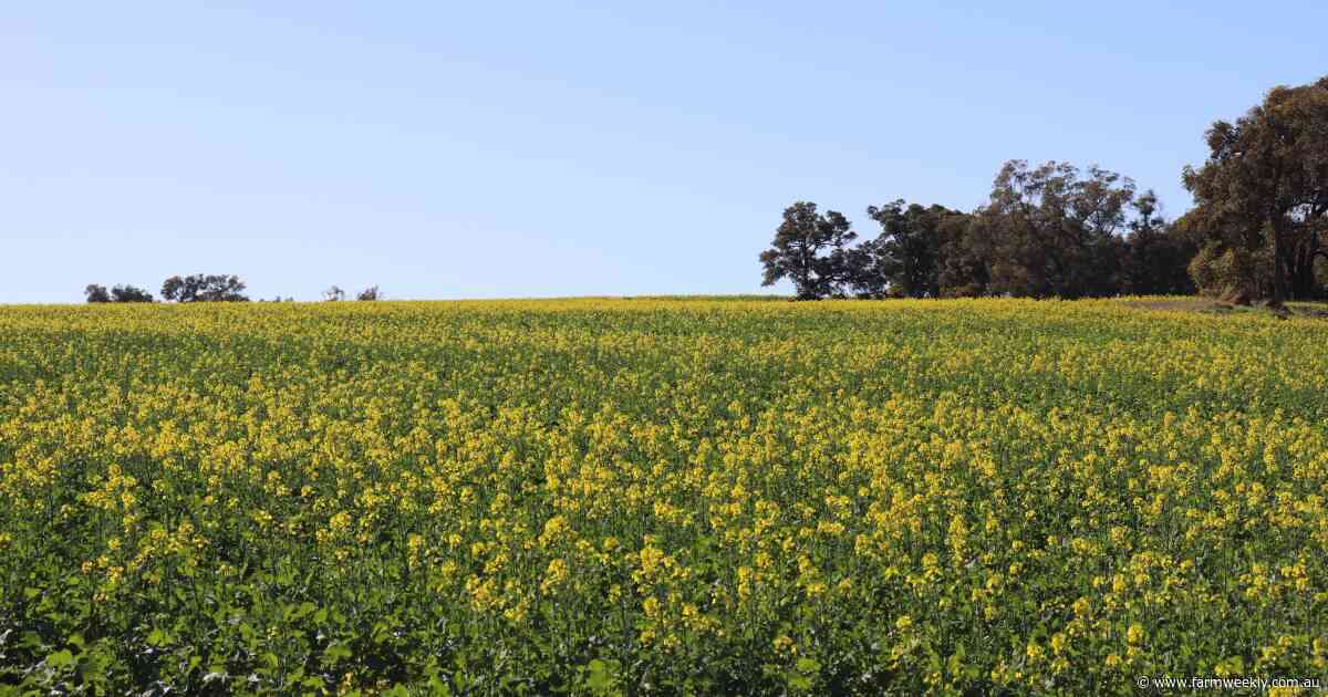 Grain production potential drops, with cold weather and little rain to blame