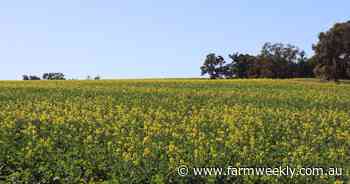 Grain production potential drops, with cold weather and little rain to blame