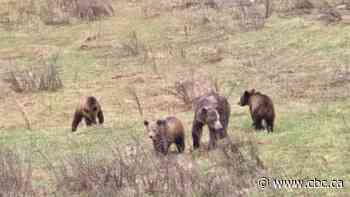 Young grizzly bear with limp killed in Nelson, B.C., sparks rally