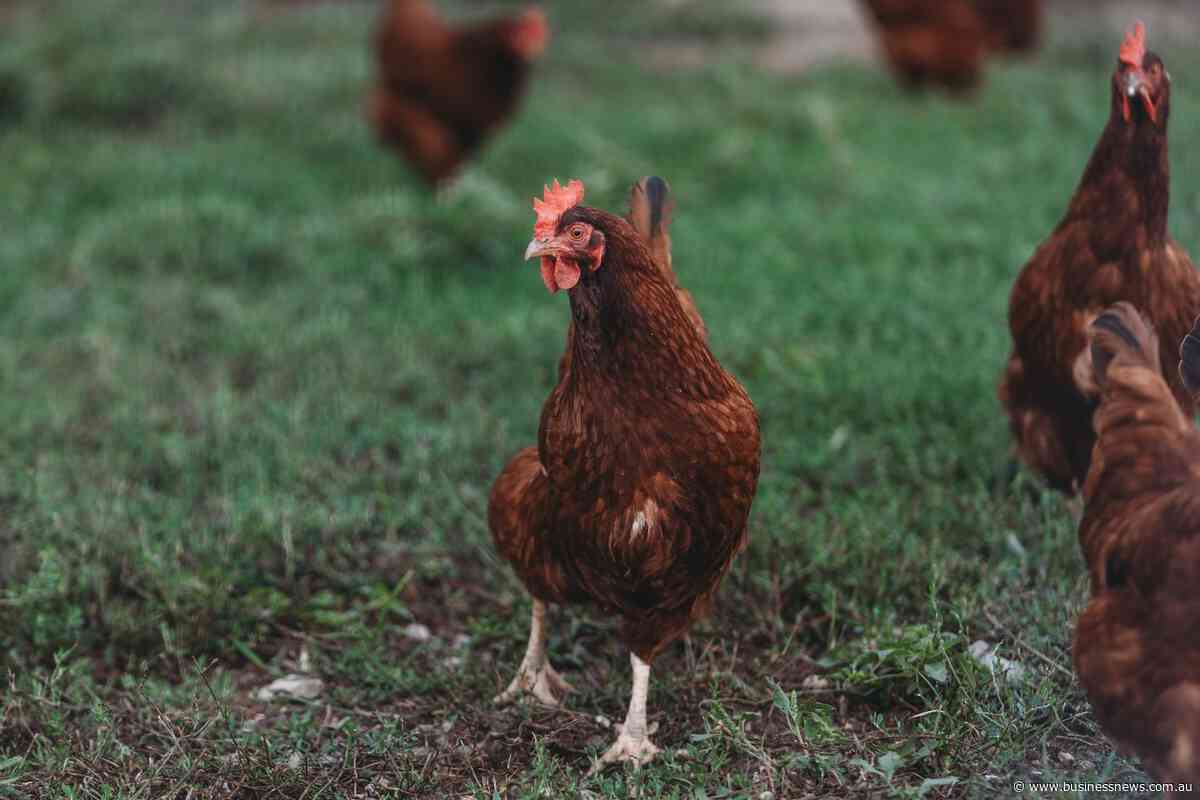 Royal Show cuts poultry competition over bird-flu concerns