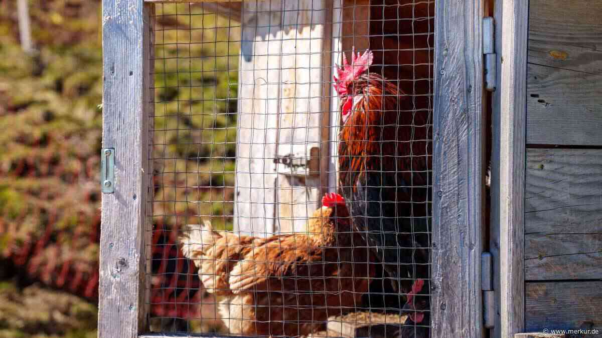 Fliegen im Hühnerstall: Was wirklich hilft – und was Ihre Hühner krank machen kann