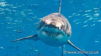 Great white sharks 'are in UK waters' and hot weather 'could bring another 20ft sea beast'