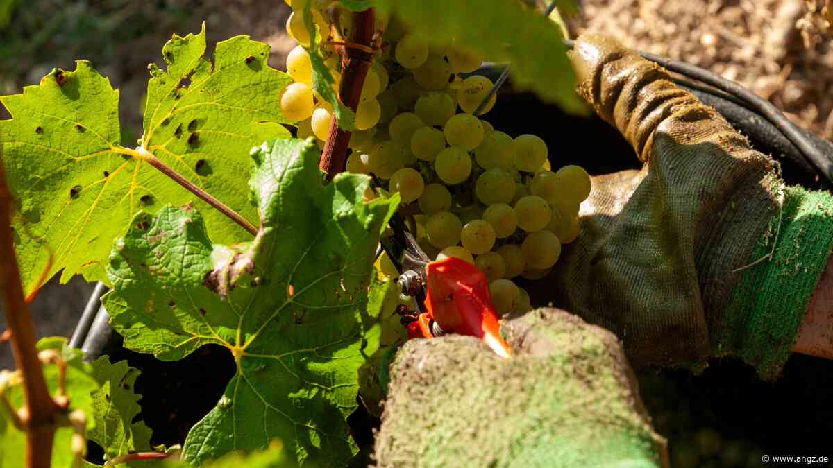 Verband: Früheste Champagner-Lese seit Jahrzehnten