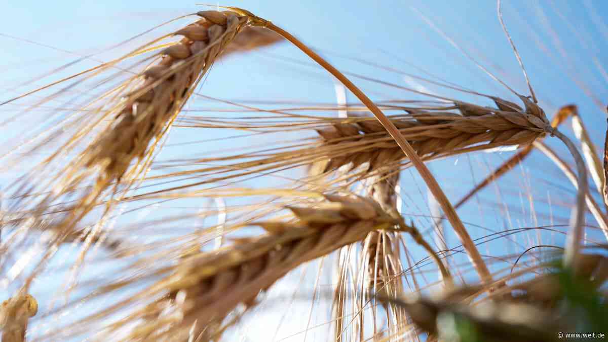 Totaler Ernteausfall in Süddeutschland droht – Bauernverband schlägt Alarm