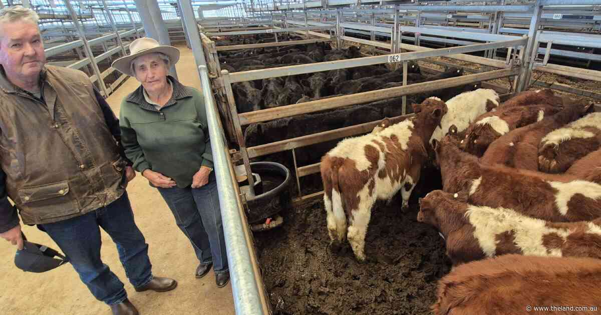 Mild winter conditions and restocker hopes push female prices at Tamworth