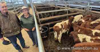 Mild winter conditions and restocker hopes push female prices at Tamworth