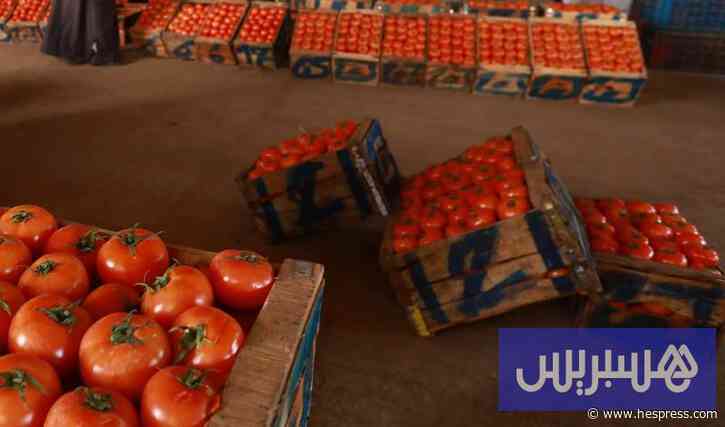 مصدرون يشتكون "تهريب الطماطم"