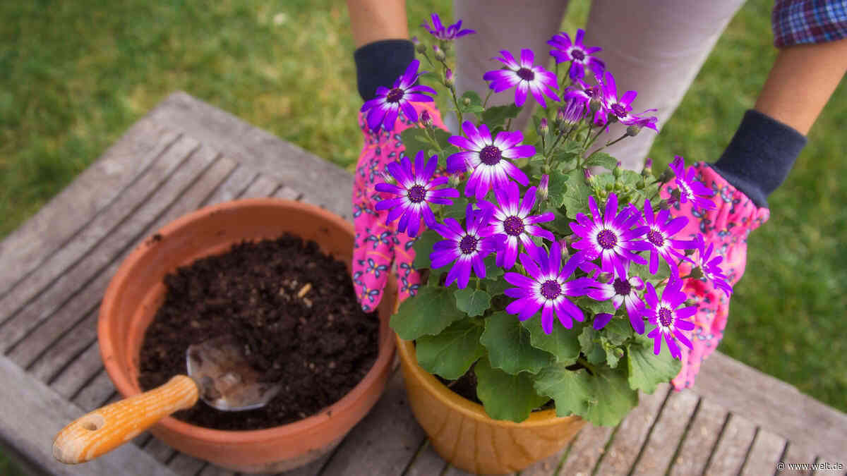 Die Blumentopf-Frage zeigt, wie absurd das EU-Verpackungsgesetz ist