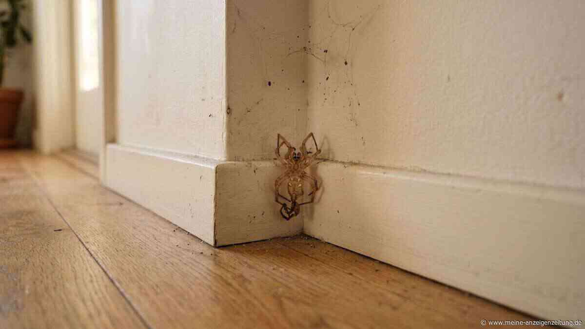 Wenn Sie in Ihrer Wohnung eine ausgetrocknete Spinne entdecken, muss sie nicht tot sein