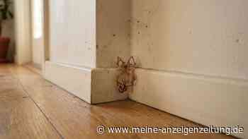 Wenn Sie in Ihrer Wohnung eine ausgetrocknete Spinne entdecken, muss sie nicht tot sein