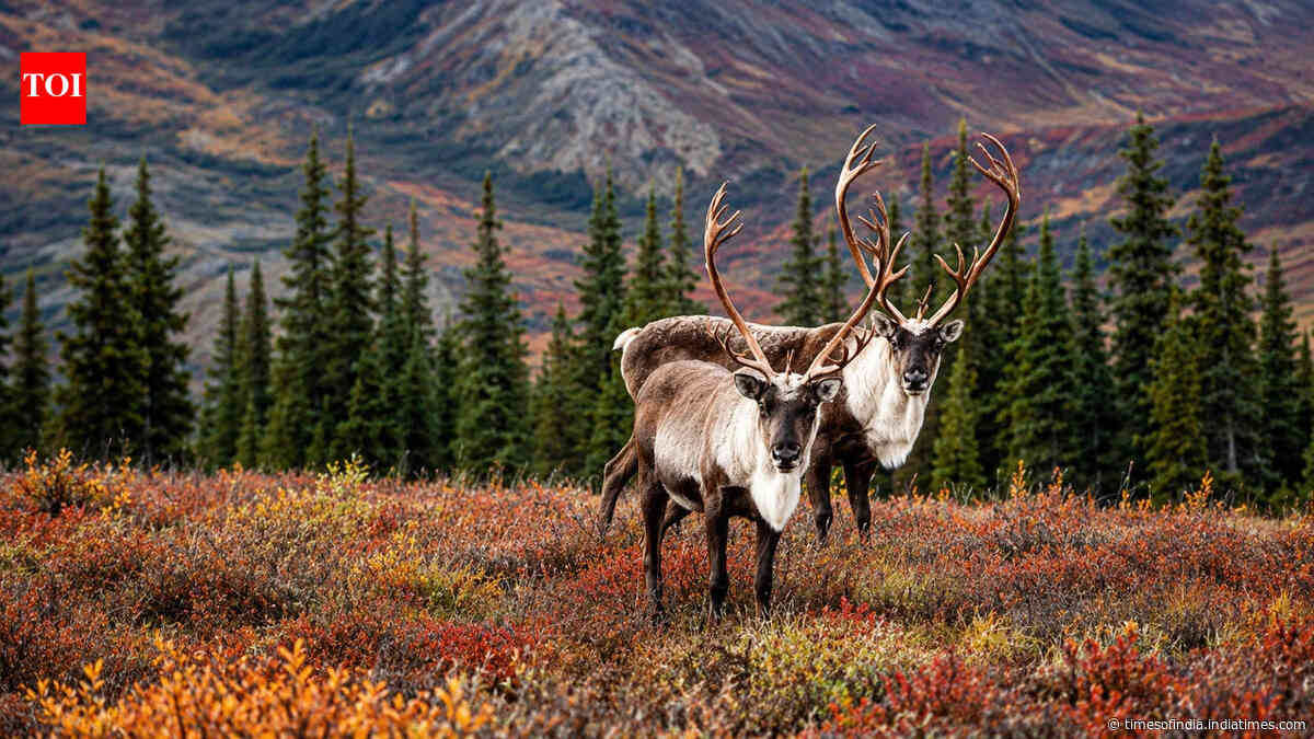 Alaska’s tundra hides ancient carbon; thawing could cost $43 trillion worldwide