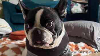 French Bulldog saved by vets after swallowing rubber duck