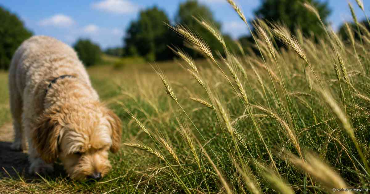Dierenartsen waarschuwen hondenbezitters voor grasaren: “Controleer na iedere wandeling’’