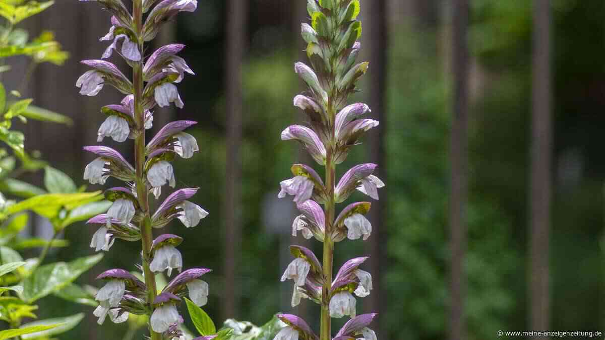 Von wegen altmodisch: Diese robusten Stauden aus Omas Garten haben ein Comeback
