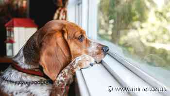RSPCA issues 'lockdown' warning and says 'pause all walks'