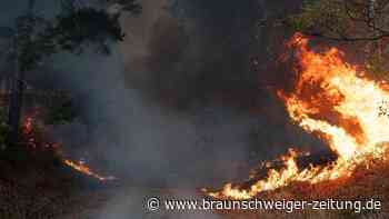 Deutsche Wälder sind wachsende Brandgefahr: „Müssen jetzt endlich handeln“