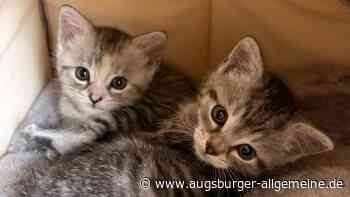 „Wahnsinng voll“: Augsburger Tierheim hat keinen Platz mehr für Katzen – welche Regeln gelten