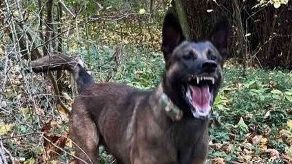 Police dog tracks down Warwickshire crash pair who took licence plate and fled