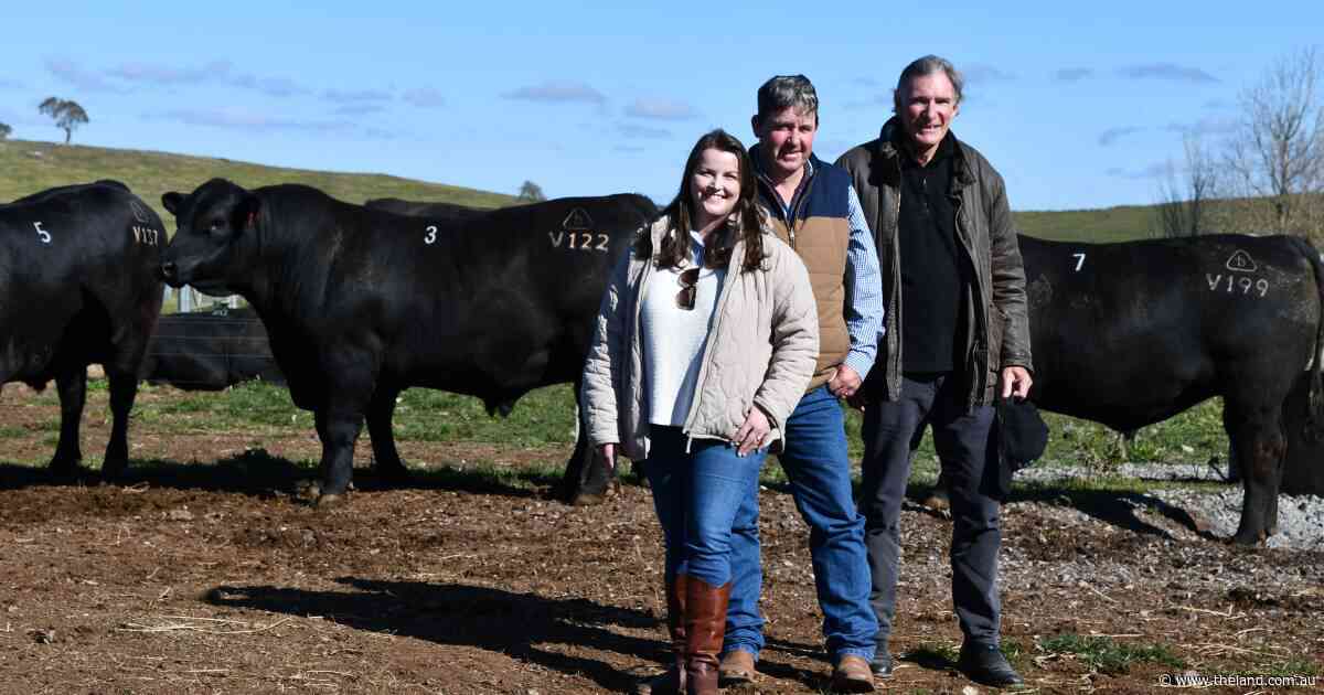 Bidding wars for the pick of the litter drive up sales at Bannaby Angus