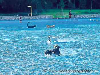 Hundeschwimmen im Ensdorfer Freibad