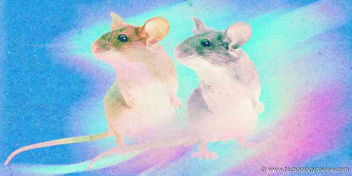 Cloning could be used to save species—or make human “organ sacks”