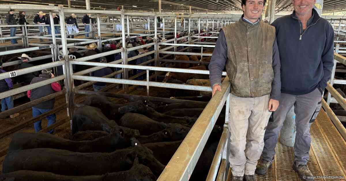 Recent rain sends CTLX store sale prices soaring: 60c/kg up on expectations