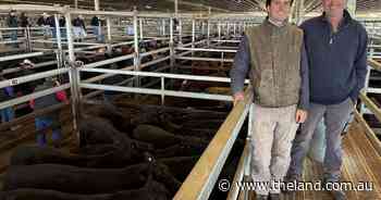 Recent rain sends CTLX store sale prices soaring: 60c/kg up on expectations