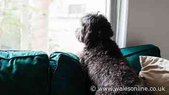 Urgent 'lockdown' warning for all UK dog owners issued by RSPCA