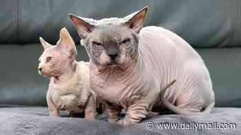 Charities issue urgent warning over 'Frankenstein cats' including Scottish folds, Persians and new 'XL bully' breeds
