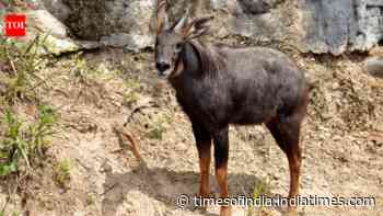 Man Arrested For Killing Serow: Mizoram poaching case spotlights ‘Vulnerable’ state animal; species faces strict protection under Indian wildlife law