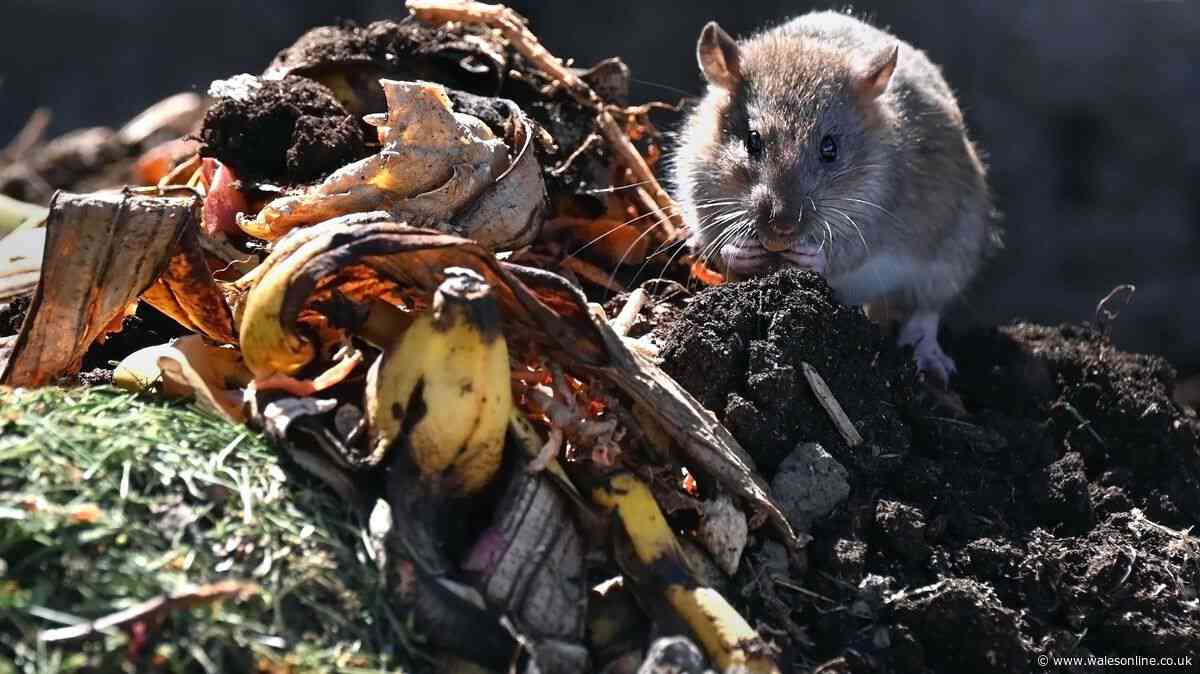 Rats will 'run out of your garden' when they smell natural repellent
