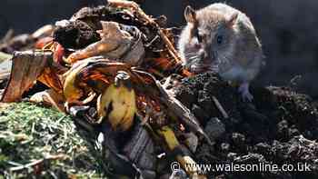Rats will 'run out of your garden' when they smell natural repellent