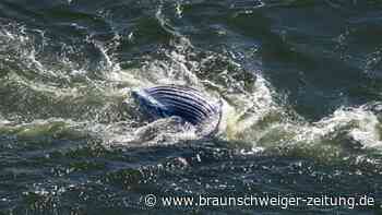 Ostsee: Toter Wal vom Greifswalder Bodden wird heute obduziert