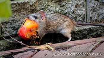 Rats will run a mile from gardens with 'one sniff' of kitchen staple