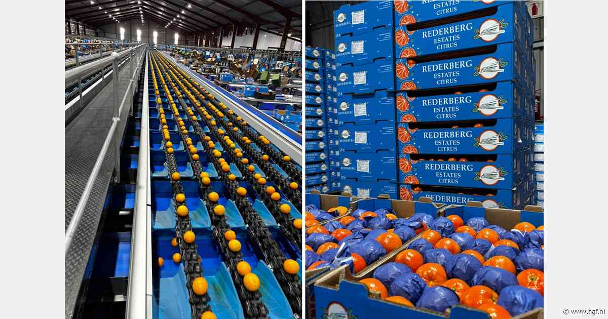 Sterk groeiende Indiase vraag naar Zuid-Afrikaanse mandarijnen ondanks importheffing van 30%