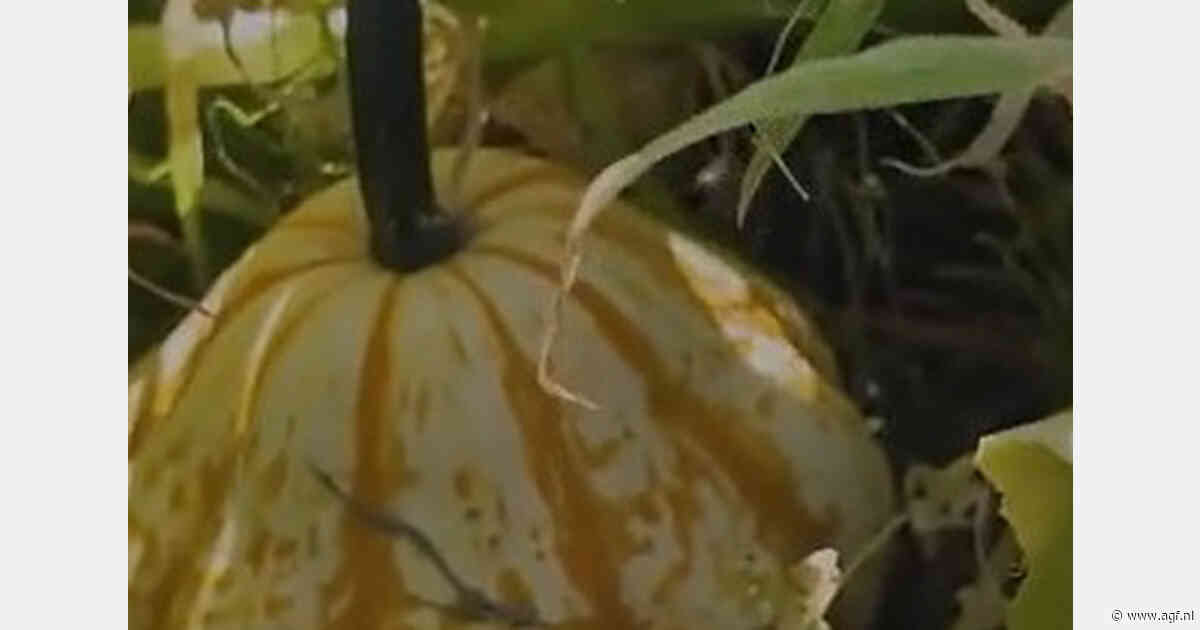 Warm weer versnelt groei van Nederlandse pompoenen