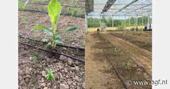 Franse pruimentelers wagen sprong naar bananen en citrus