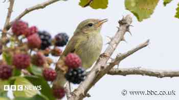 Wildlife suffering in heatwaves, say experts