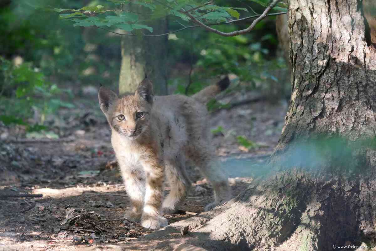 Drei kleine Karpatenluchse erobern den Tierpark Chemnitz