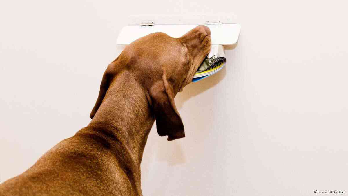 Ihr Hund bellt den Postboten an? Der wahre Grund überrascht viele Halter