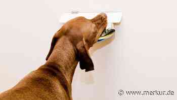Ihr Hund bellt den Postboten an? Der wahre Grund überrascht viele Halter
