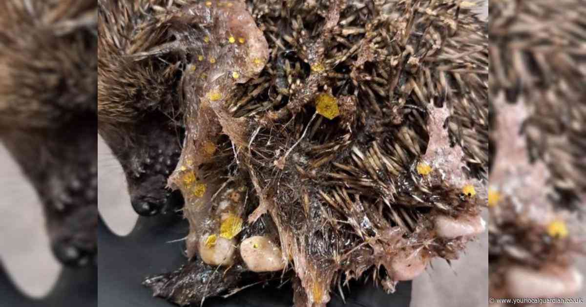 Animal charity issues warning as hedgehog nearly killed by common household item