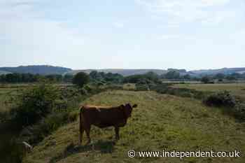 Man, 78, killed after being ‘trampled by cattle’ at National Trust estate