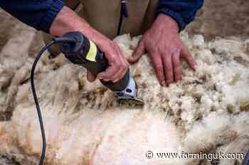 Farmers warned not to delay shearing over bluetongue fears