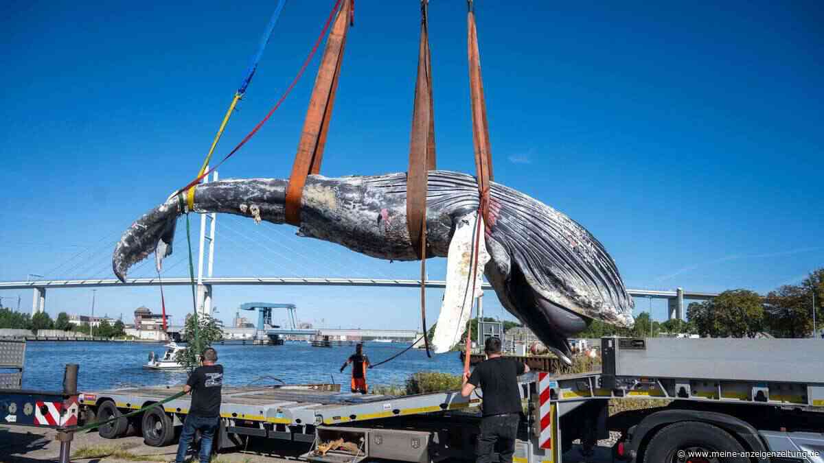 Nächster toter Buckelwal in der Ostsee entdeckt – Experten suchen nach Todesursache
