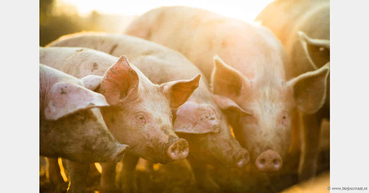 Bij Herenboerderij Op ’t Lies draait het niet om maximale productie