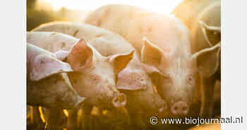 Bij Herenboerderij Op ’t Lies draait het niet om maximale productie