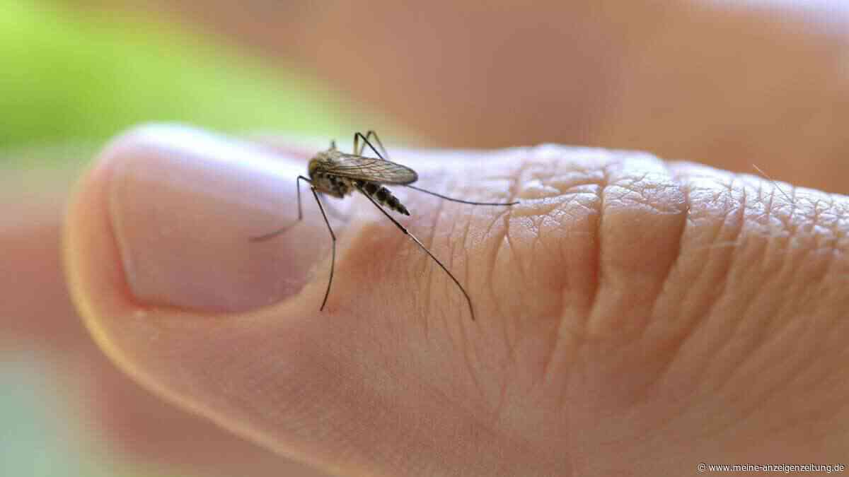 Mücken stechen Sie ständig? Diese 7 Faktoren machen Sie zum Lieblingsopfer