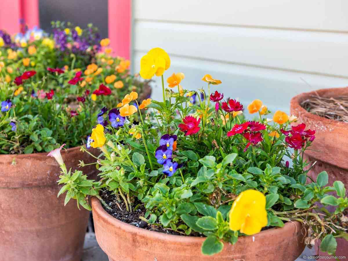 Growing Things: Getting your planting containers ready for fall