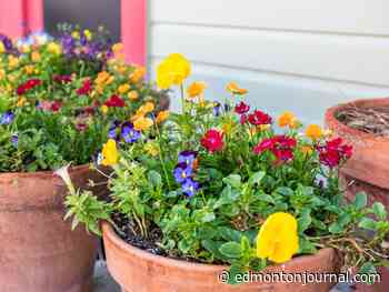 Growing Things: Getting your planting containers ready for fall